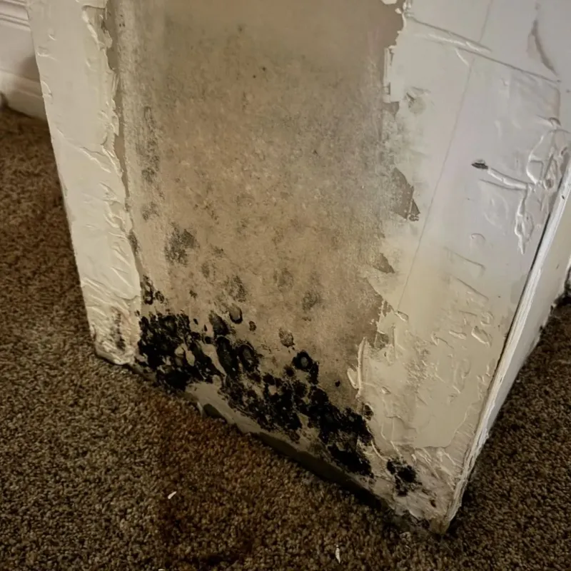 Professional Mold Removal in Oakland, SC